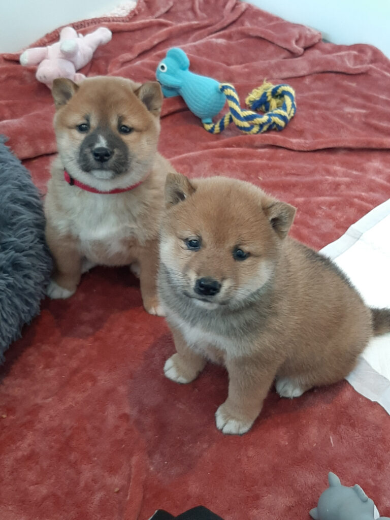 Shiba Inu Elmo Lommel