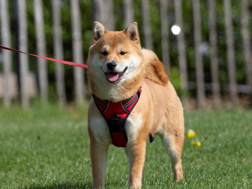 Shiba Inu Lommel